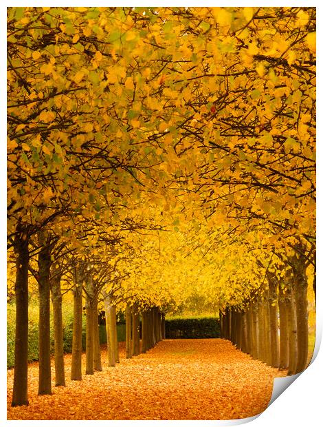 An avenue of trees at autumn. Print by Tommy Dickson