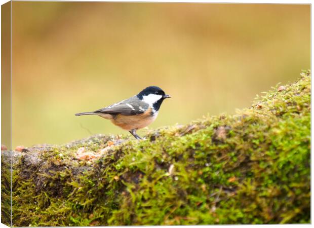 Coal Tit. Canvas Print by Tommy Dickson