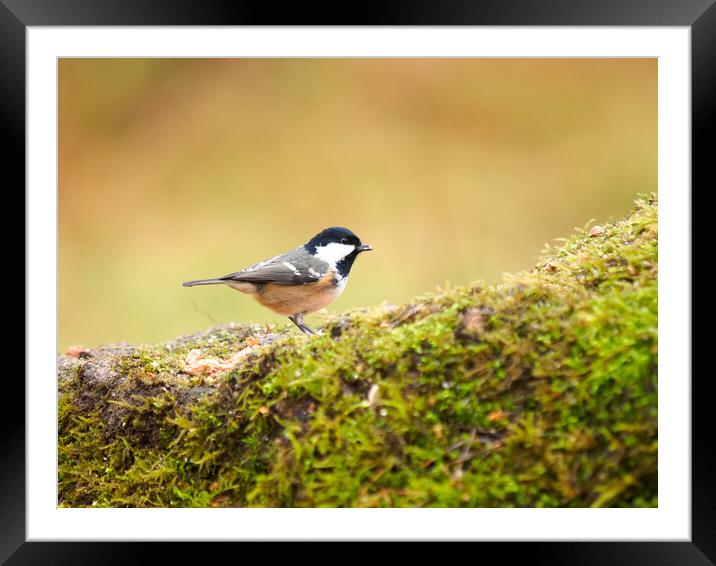 Coal Tit. Framed Mounted Print by Tommy Dickson