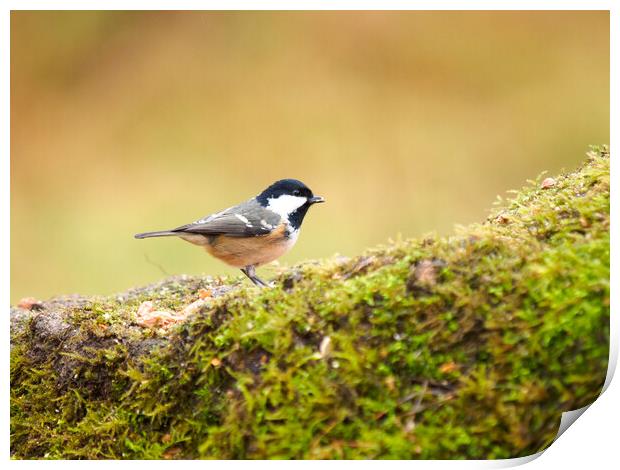 Coal Tit. Print by Tommy Dickson
