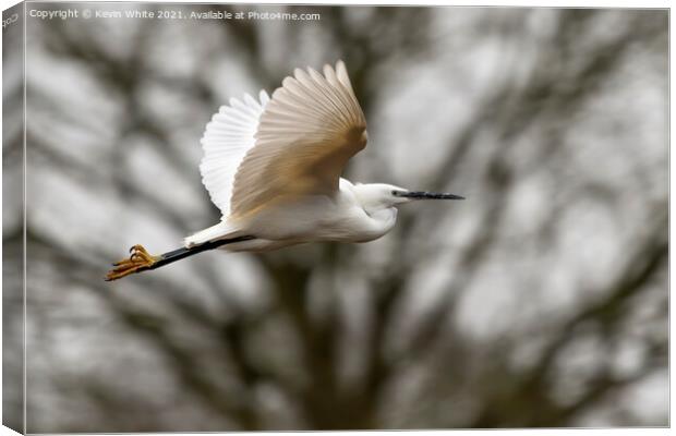 Egret in flight Canvas Print by Kevin White