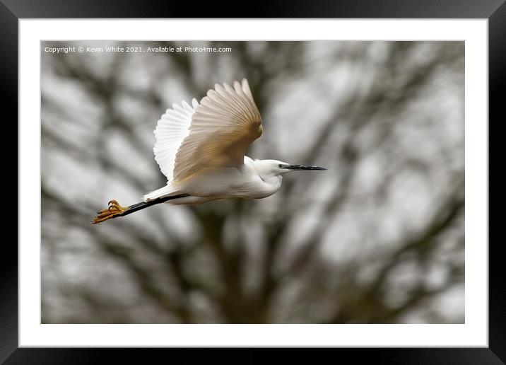 Egret in flight Framed Mounted Print by Kevin White