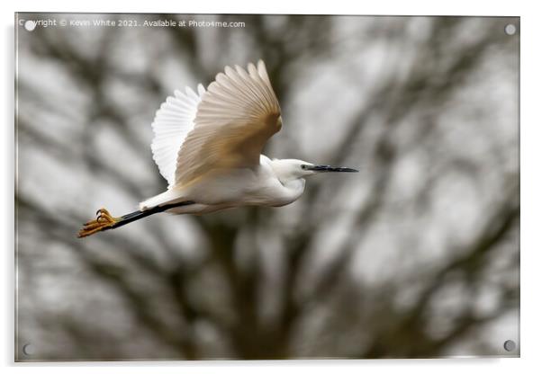 Egret in flight Acrylic by Kevin White