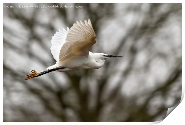 Egret in flight Print by Kevin White