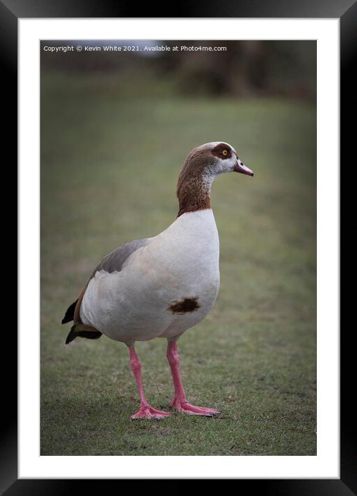 Portrait of an Egyptian goose Framed Mounted Print by Kevin White