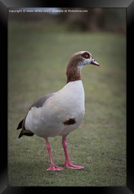 Portrait of an Egyptian goose Framed Print by Kevin White