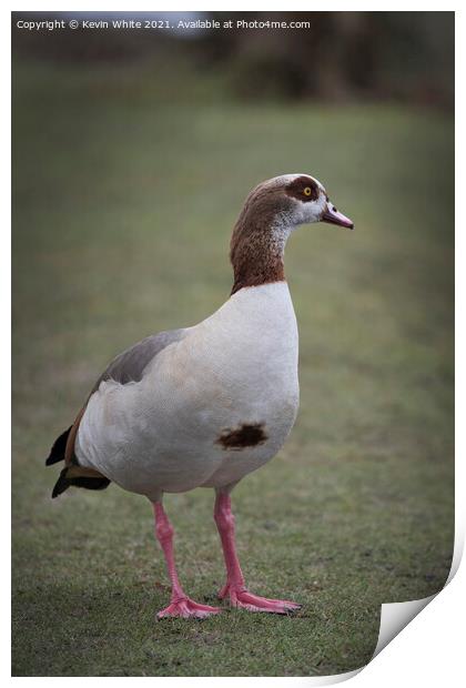 Portrait of an Egyptian goose Print by Kevin White