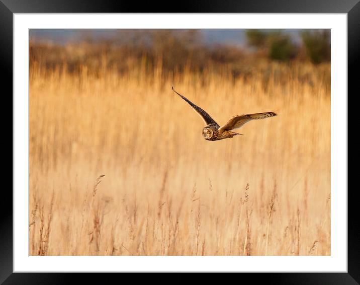 Short Eared Owl Hunting. Framed Mounted Print by Tommy Dickson