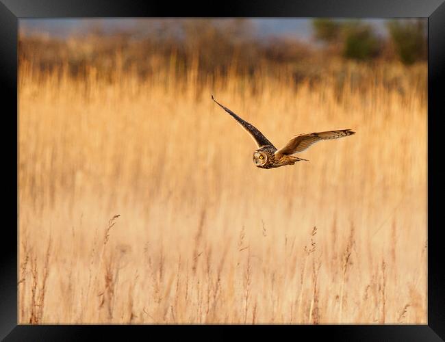 Short Eared Owl Hunting. Framed Print by Tommy Dickson