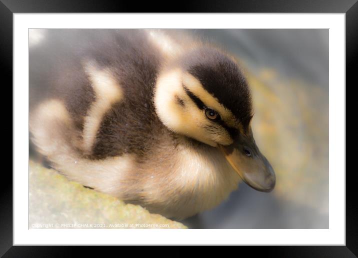 A close up of a duckling 285  Framed Mounted Print by PHILIP CHALK