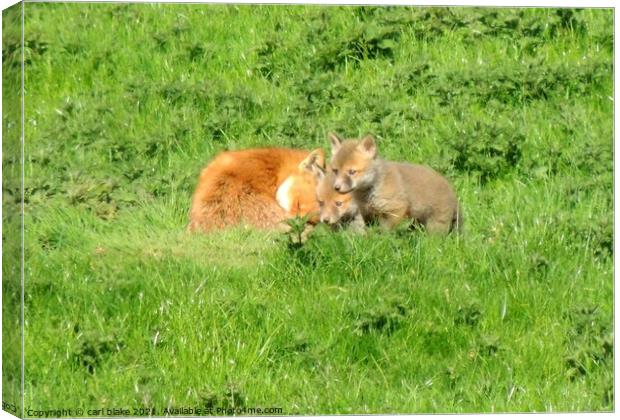fox with cubs Canvas Print by carl blake