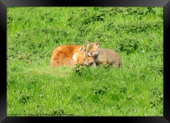 fox with cubs Framed Print by carl blake