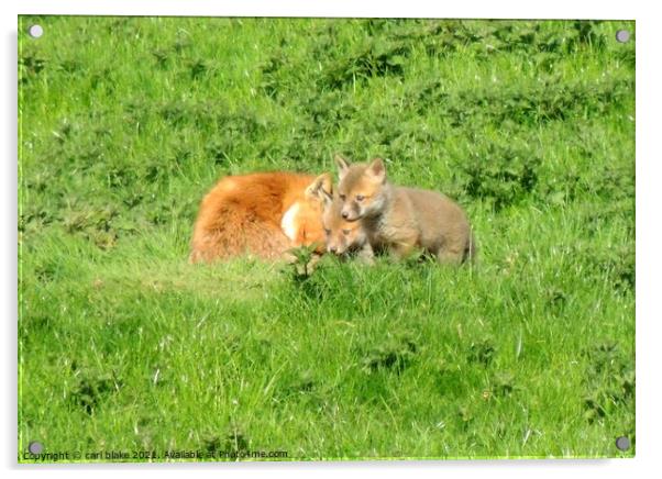 fox with cubs Acrylic by carl blake