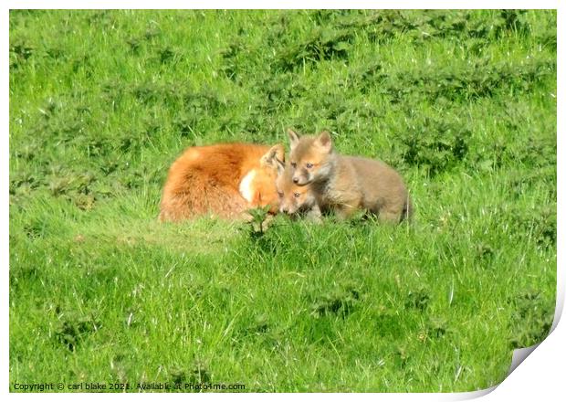 fox with cubs Print by carl blake