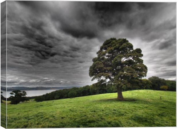 Solitary tree under stormy skies. Canvas Print by Tommy Dickson