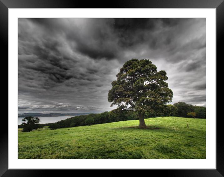 Solitary tree under stormy skies. Framed Mounted Print by Tommy Dickson