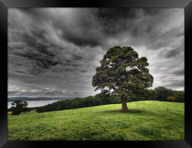 Solitary tree under stormy skies. Framed Print by Tommy Dickson