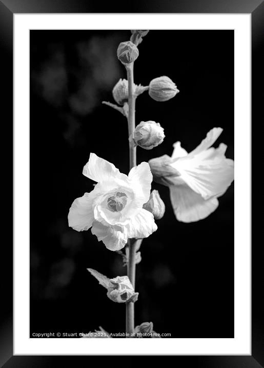 Rose Mallow or Hollyhock flowers Framed Mounted Print by Travel and Pixels 