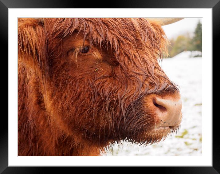 Highland Coo. Framed Mounted Print by Tommy Dickson
