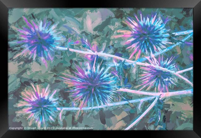 Milk Thistle abstract artwork Framed Print by Travel and Pixels 