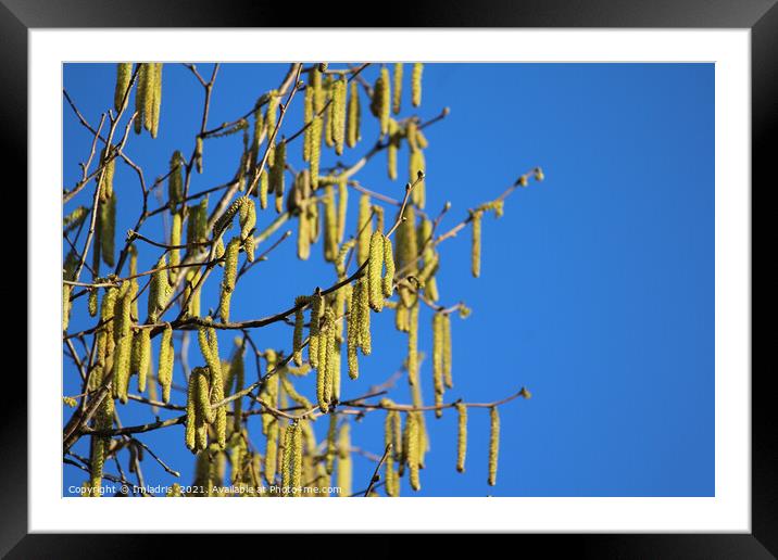 Bright Yellow Catkins Against Blue Sky  Framed Mounted Print by Imladris 