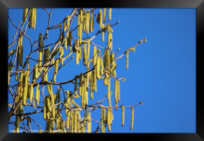 Bright Yellow Catkins Against Blue Sky  Framed Print by Imladris 