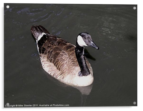 Canada Goose Acrylic by Mike Streeter