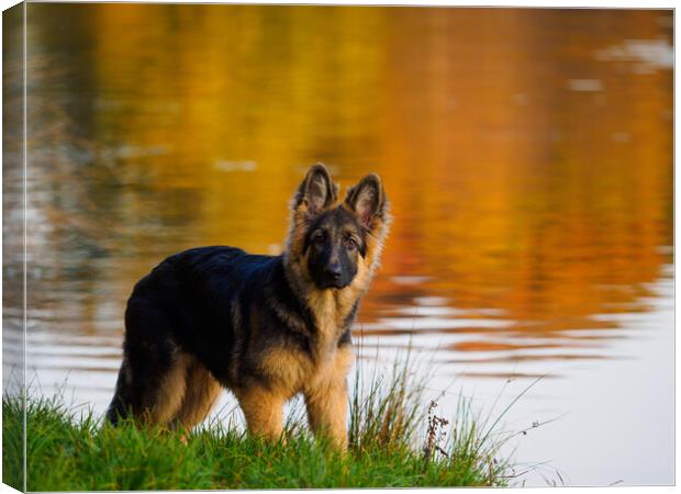 German Shepherd Puppy. Canvas Print by Tommy Dickson