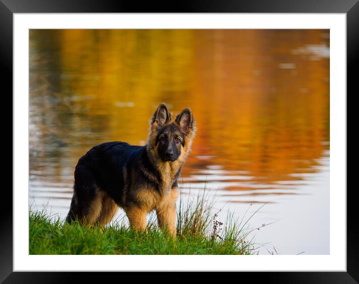German Shepherd Puppy. Framed Mounted Print by Tommy Dickson