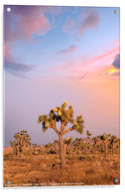 Sunset at Joshua Tree National Park  Acrylic by Melanie Viola