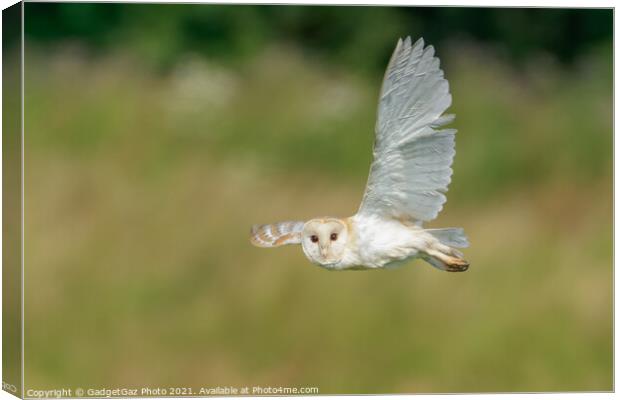 Barn Owl looks as it is flying during hunting Canvas Print by GadgetGaz Photo