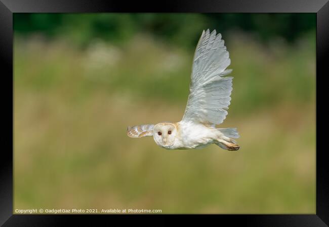 Barn Owl looks as it is flying during hunting Framed Print by GadgetGaz Photo