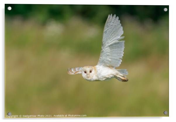 Barn Owl looks as it is flying during hunting Acrylic by GadgetGaz Photo