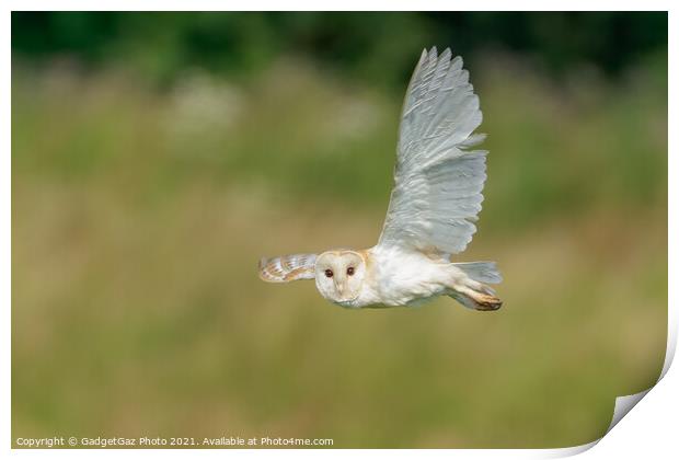 Barn Owl looks as it is flying during hunting Print by GadgetGaz Photo