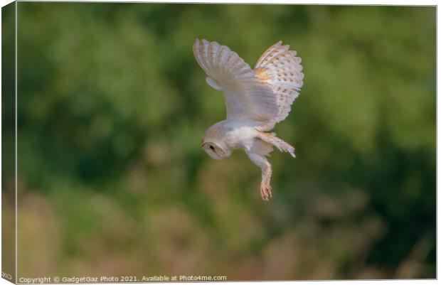 Barn Owl in the Wild hunting Canvas Print by GadgetGaz Photo