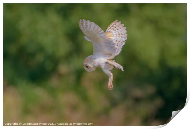 Barn Owl in the Wild hunting Print by GadgetGaz Photo