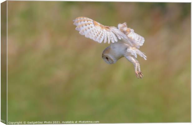 Barn Owl hovers as it is hunting in the wild Canvas Print by GadgetGaz Photo