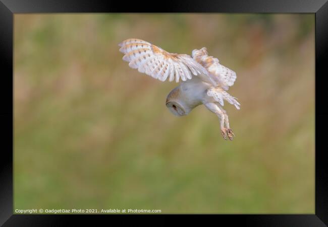 Barn Owl hovers as it is hunting in the wild Framed Print by GadgetGaz Photo