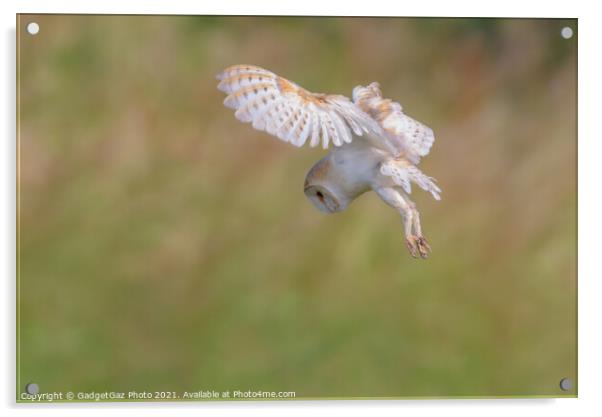 Barn Owl hovers as it is hunting in the wild Acrylic by GadgetGaz Photo