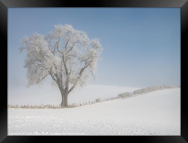 Tree in snow covered farmland in low lying mist, Scottish Borders  Framed Print by Dave Collins