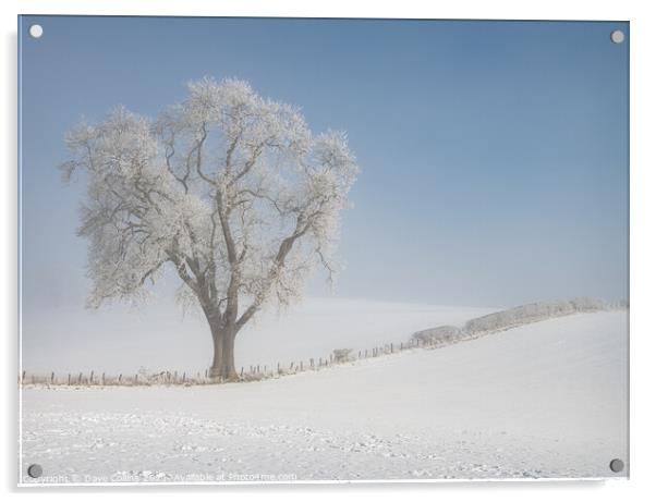 Tree in snow covered farmland in low lying mist, Scottish Borders  Acrylic by Dave Collins