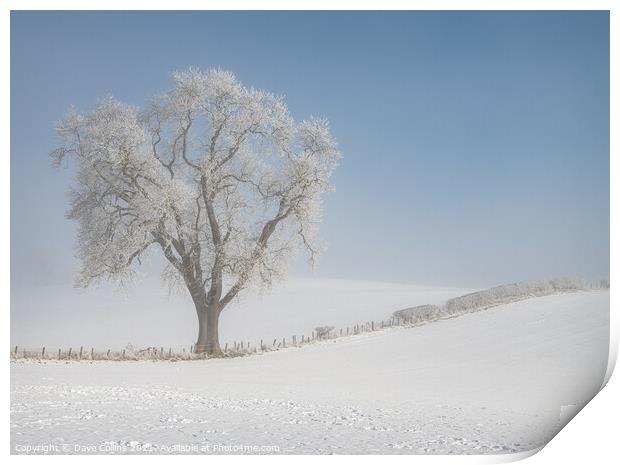 Tree in snow covered farmland in low lying mist, Scottish Borders  Print by Dave Collins