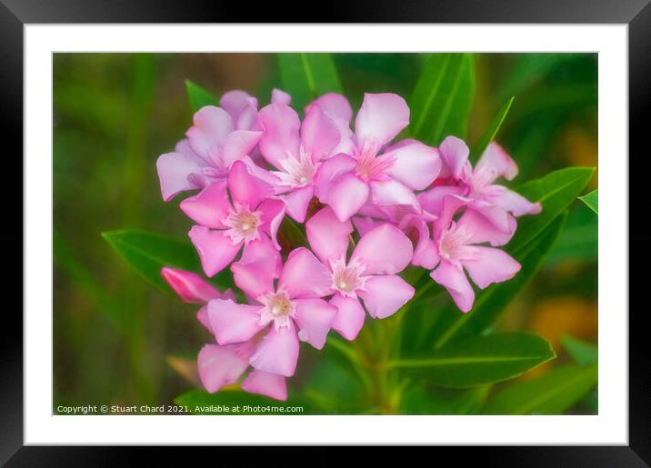 Soft pink beautiful flowers Framed Mounted Print by Travel and Pixels 