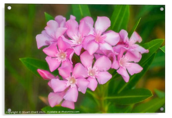 Soft pink beautiful flowers Acrylic by Travel and Pixels 