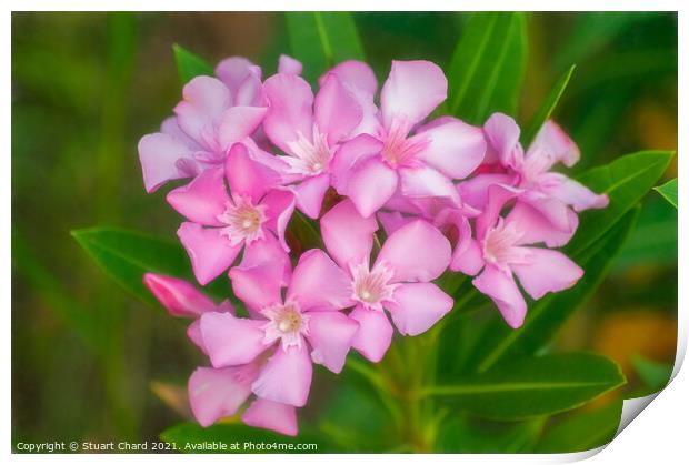 Soft pink beautiful flowers Print by Travel and Pixels 