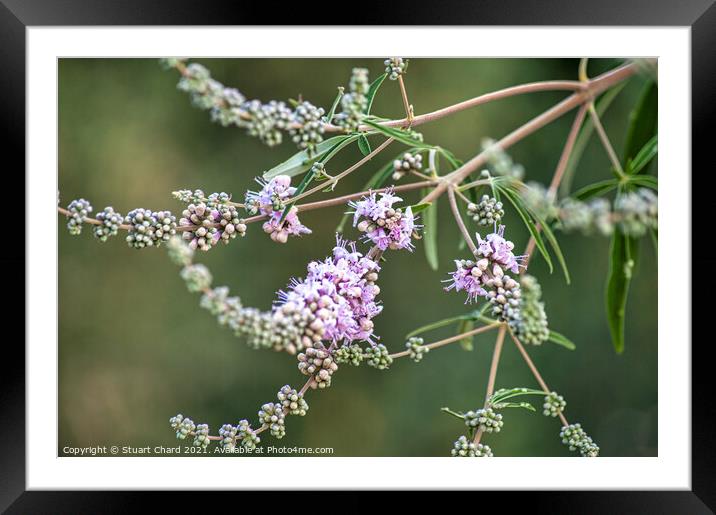 Delicate lavender like flower blooms Framed Mounted Print by Travel and Pixels 