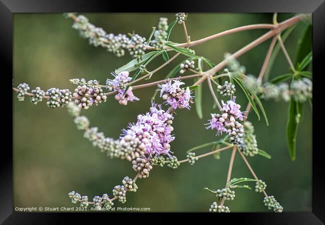 Delicate lavender like flower blooms Framed Print by Travel and Pixels 