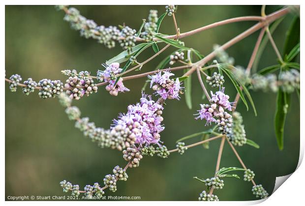 Delicate lavender like flower blooms Print by Stuart Chard