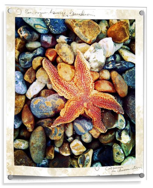 Starfish Brighton Beach Acrylic by Graham Lathbury