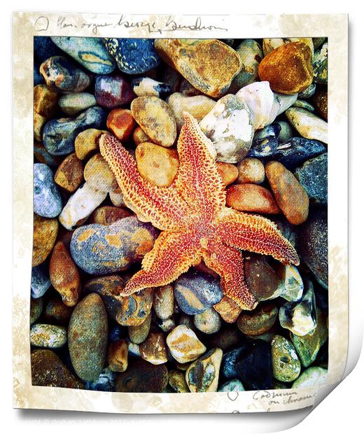 Starfish Brighton Beach Print by Graham Lathbury